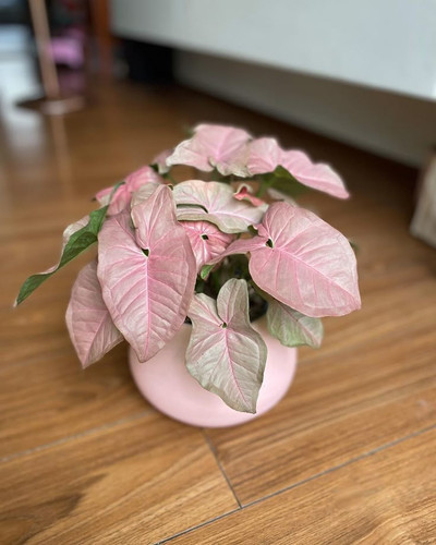 Neon Robusta Pink Syngonium.jpg