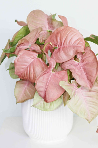 8 Houseplants With Pink Leaves.jpg