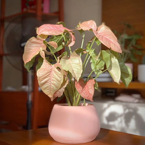 Neon Robusta.jpg