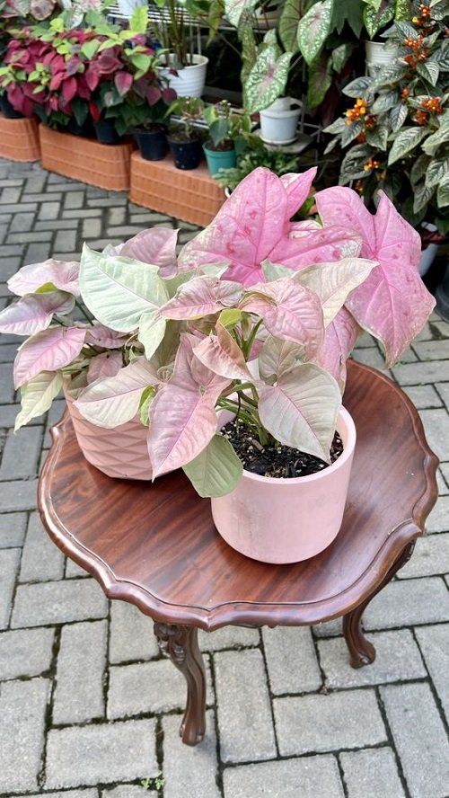 19 Ways to Display Pink Syngonium (Arrowhead Plant) Indoors.jpg