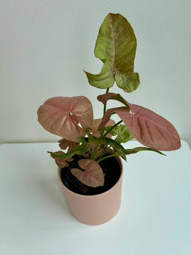 Neon Robusta (Pink Syngonium Neon) Indoor Plant 12cm.jpg