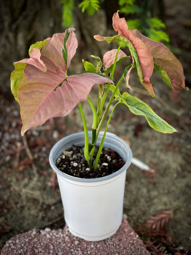 Syngonium Pink Flecked 🌷🌱.jpg
