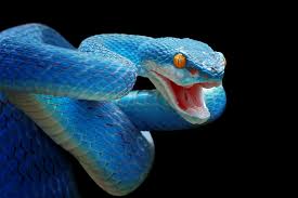snak1.jpg