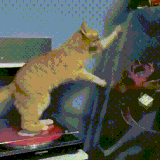 何苦要为难猫猫，猫猫只是想把圣诞树拆掉而已.gif