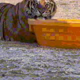 拍啥拍.gif