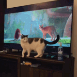 一模一样.gif