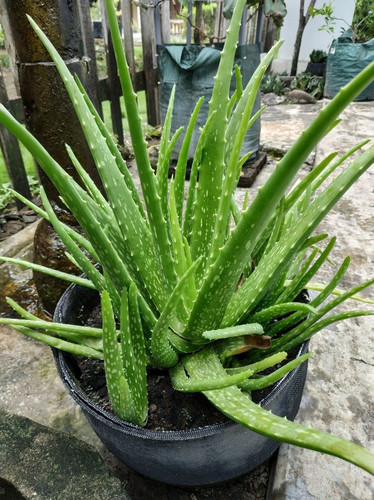 How To Grow Thick, Chunky Aloe Vera.jpg
