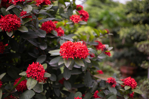 pexels doan thanh binh 2147604563 31611393.jpg