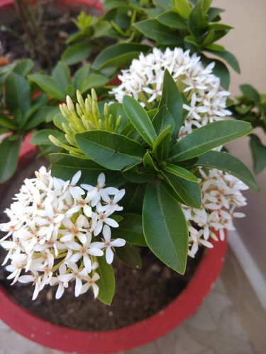 Ixora plant (1).jpg