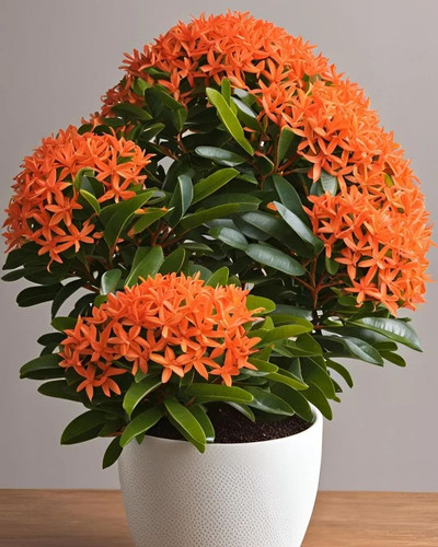Ixora Plant.jpg