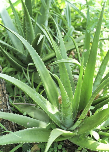 Aloe (Aloe vera).jpg