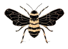 ape bg segreto.png