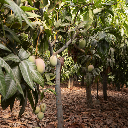 tropical mango trees with delicious fruits.jpg