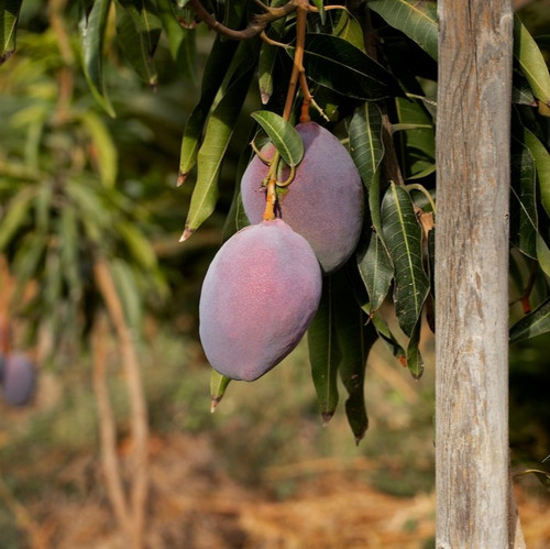 raw mango fruit tree 23 2149204829.jpg
