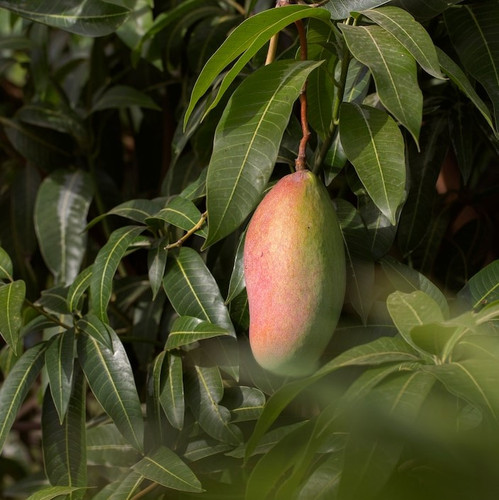 raw mango fruit tree 23 2149204835.jpg