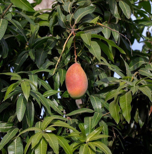 raw mango fruit tree 23 2149204833.jpg