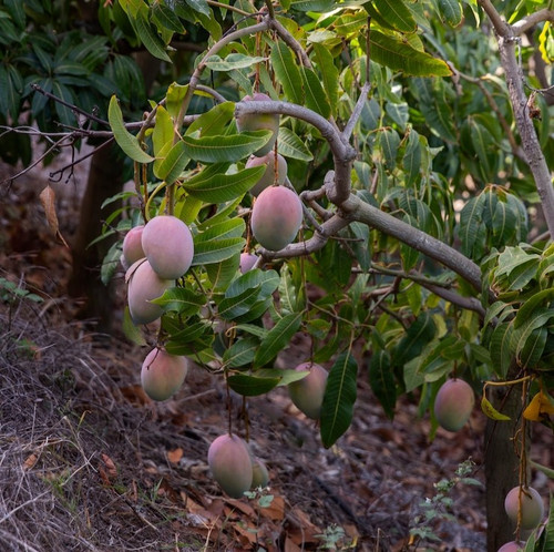 delicious raw mango fruit tree 23 2149204864.jpg