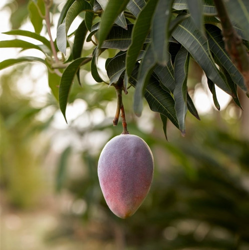 raw mango fruit tree 23 2149204824.jpg