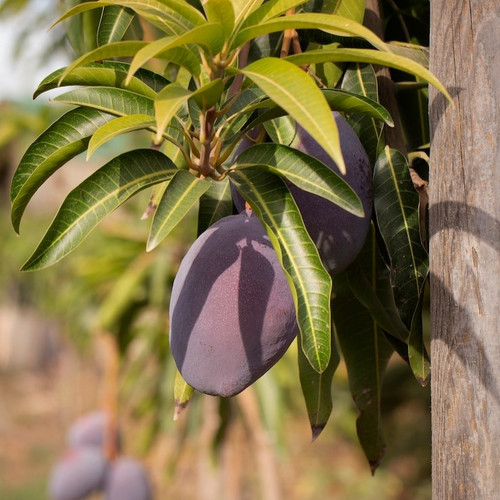 raw mango fruit tree 23 2149204832.jpg