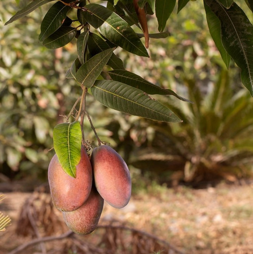 raw mango fruit tree 23 2149204839.jpg