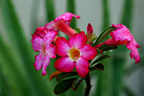 adenium 7391393 1920.jpg