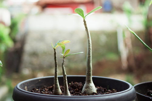 adenium 7181700 1920.jpg