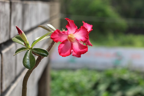 adenium 7211783 1920.jpg