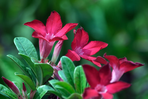 adenium 6776068 1920.jpg