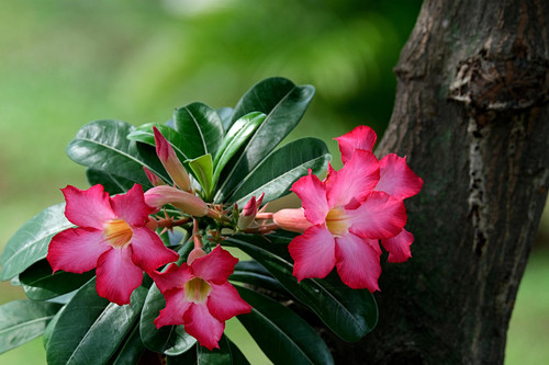adenium 6890196 1920.jpg