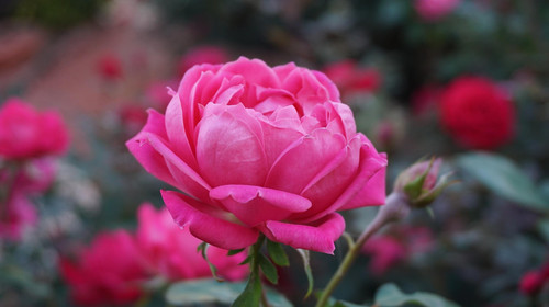rose 1039817 1920.jpg