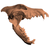 cranio de lobo