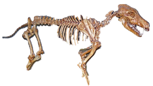 corpo de lobo