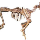 corpo de lobo