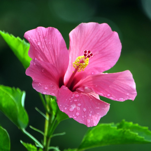 hibiscus 6784088 1920.jpg