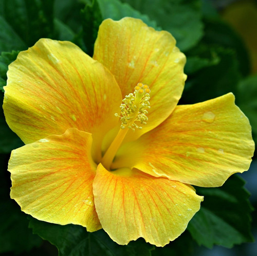 hibiscus 7210609 1920.jpg