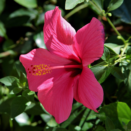 A closeup shot of a beautiful Hawaiian hibiscus in Tuscany And Elba in Italy.jpg