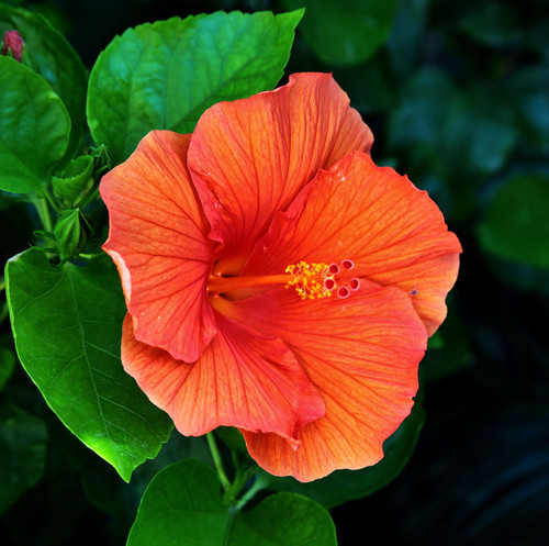 A closeup shot of a beautiful Hawaiian hibiscus in Tuscany And Elba in Italy.jpg