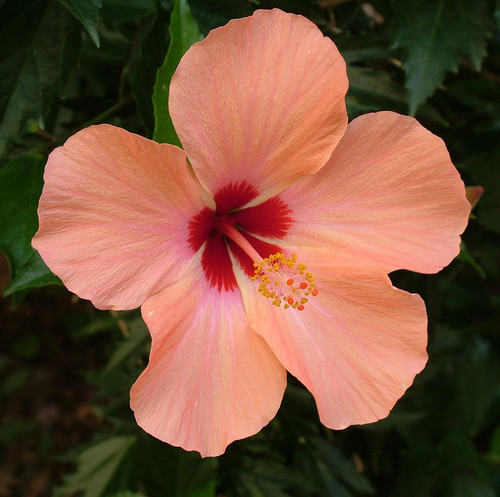 plant 101619 1920.jpg