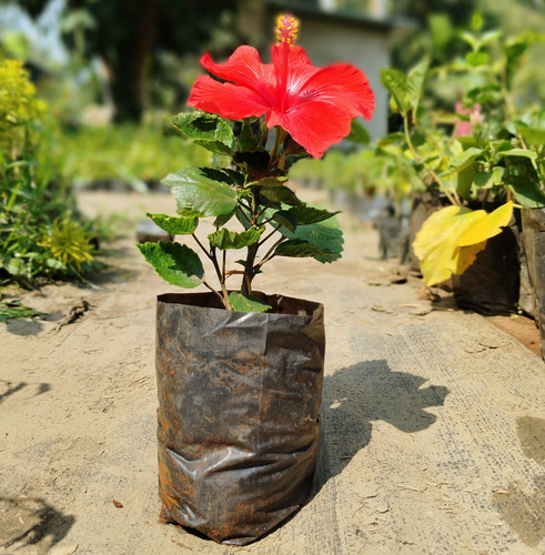 IMG 20250208 115317.jpg