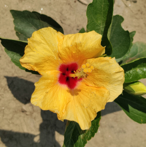 IMG 20250208 115538.jpg