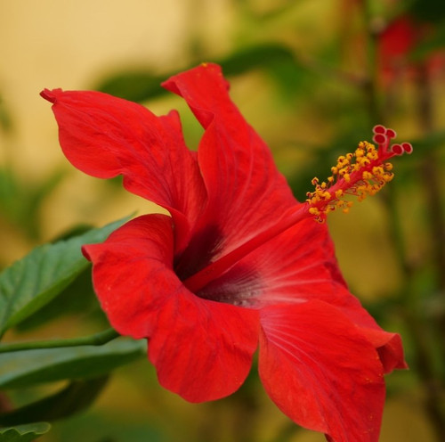 closeup shot bright red hibiscus flower 181624 31934.jpg