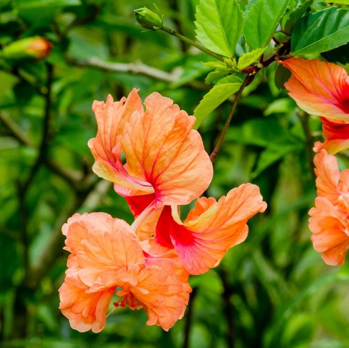 closeup shot blooming orange flowers with greenery 181624 30323.jpg