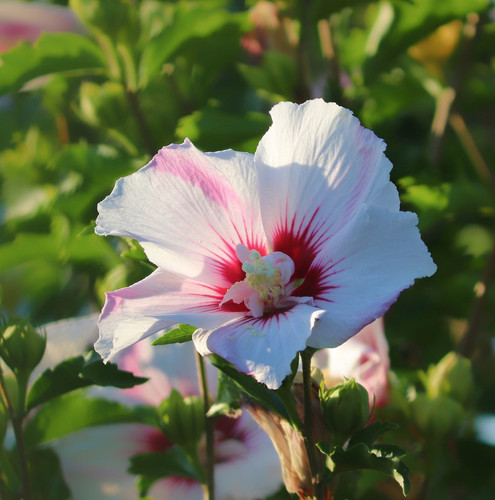 flower 5476092 1920.jpg