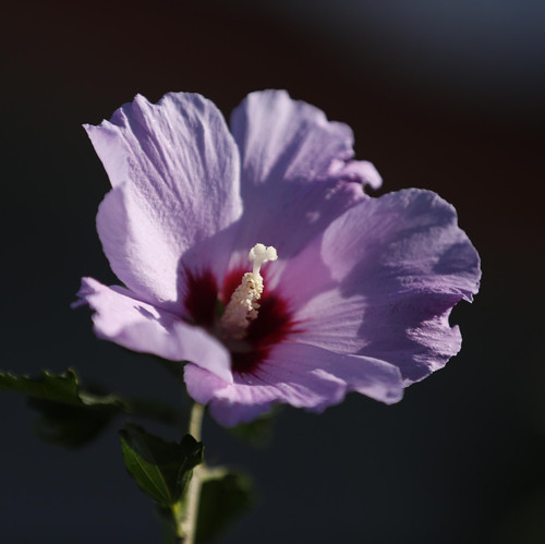 flower 7417160 1920.jpg