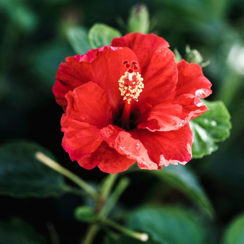detail tropical red flower 23 2148211881.jpg