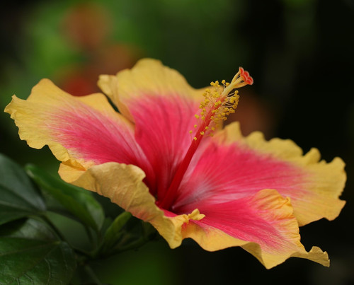 flower 7612355 1920.jpg