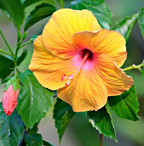 flower 8038682 1920.jpg