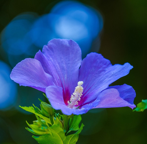 hibiscus 4774822 1920.jpg