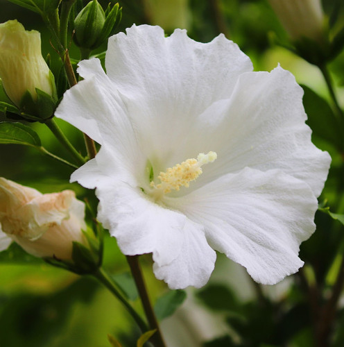hibiscus 5478145 1920.jpg