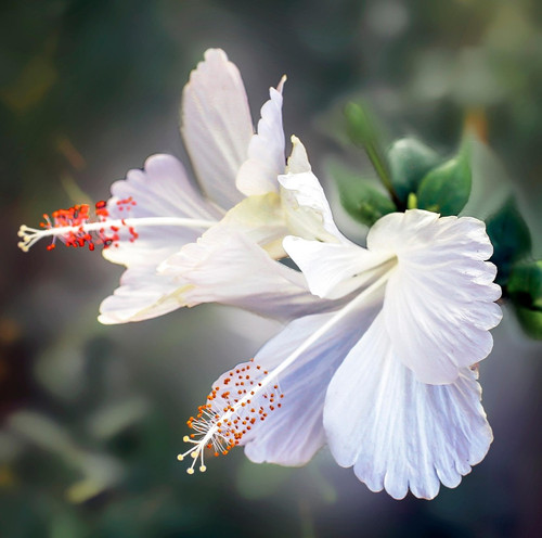 hibiscus 5790614 1920.jpg